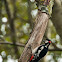 Great Spotted Woodpecker