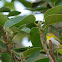 Oriental White-eye