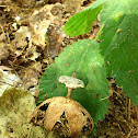 Striate Earthstar/Barretaardster