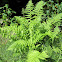 Fern