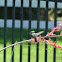 Ruby throated hummingbird