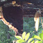 Mourning Cloak, Tawny Emperor, and Red Admiral