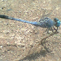 Blue Dasher