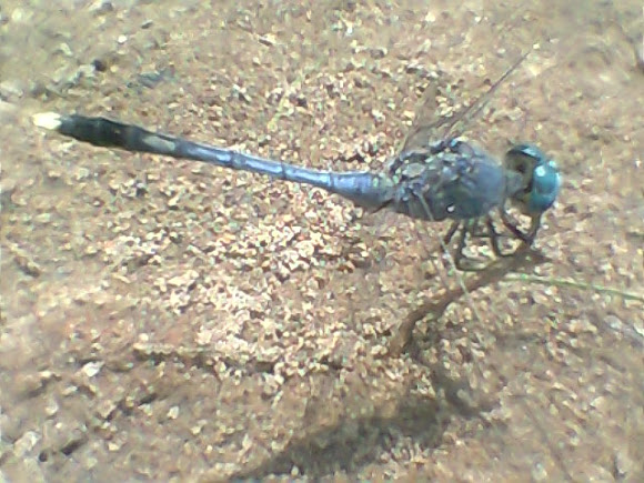Spotting Image 1