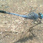 Blue Dasher