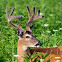 White Tail Deer