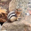 Golden-mantled Ground Squirrel