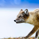 Arctic fox