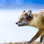 Arctic fox
