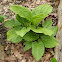 Skunk Cabbage