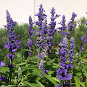 Blue Salvia