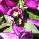 Bumble Bee