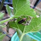 Lightning bug