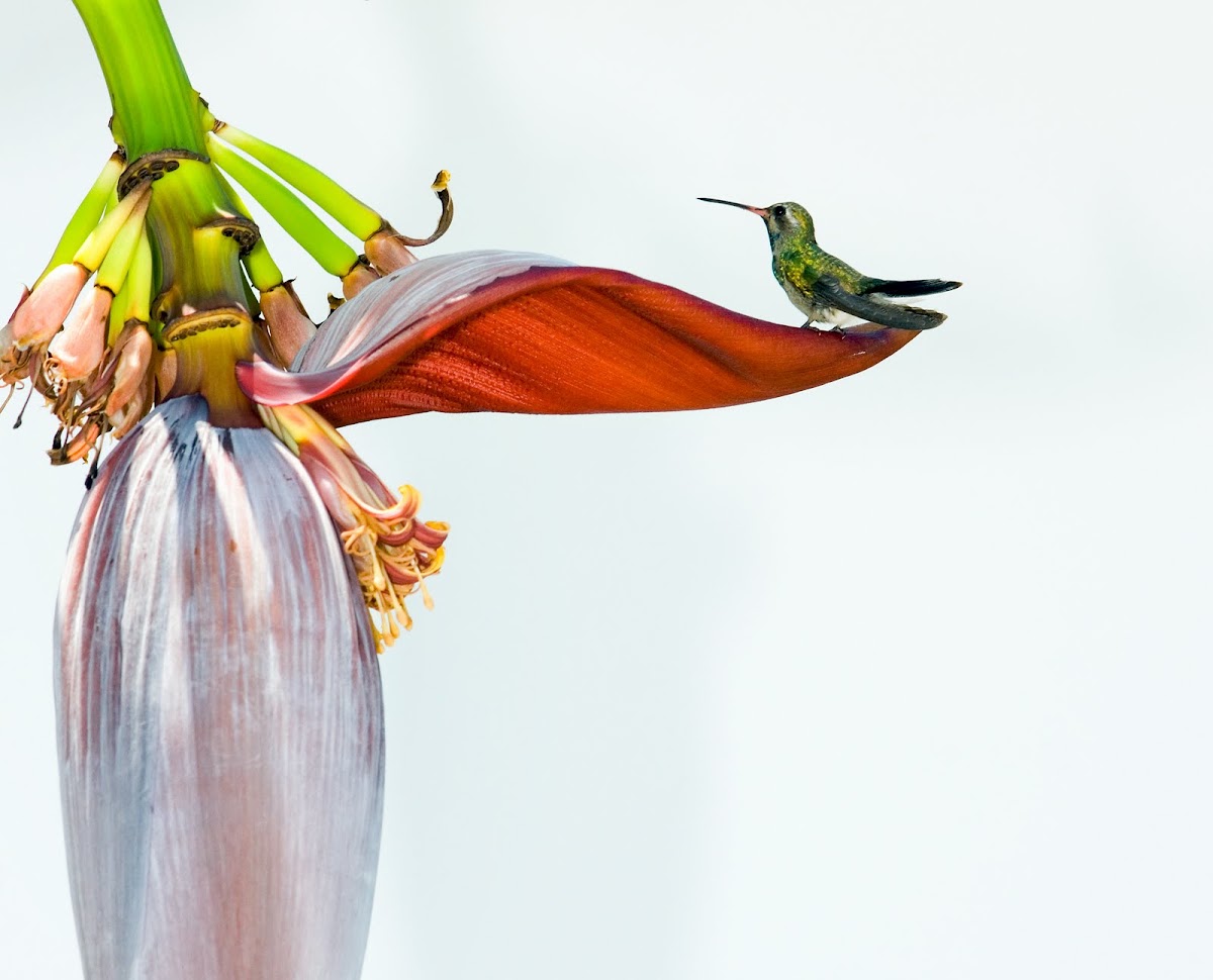Hummingbird
