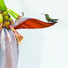 Hummingbird