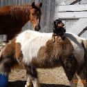 Shetland pony Thoroughbred