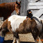 Shetland pony Thoroughbred