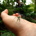 Praying Mantis