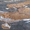 Phellinus crust