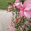 Weeping Hibiscus