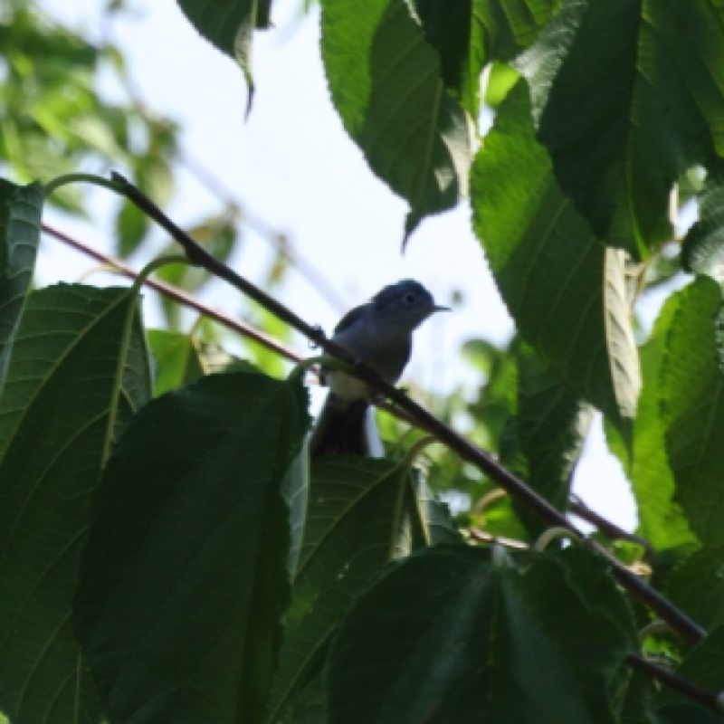 Blue-gray Gnatcatcher