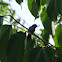 Blue-gray Gnatcatcher