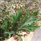 Mugwort