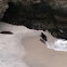 Harbor seal