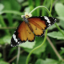 Plain Tiger Butterfly
