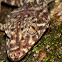Phyllurus amnicola