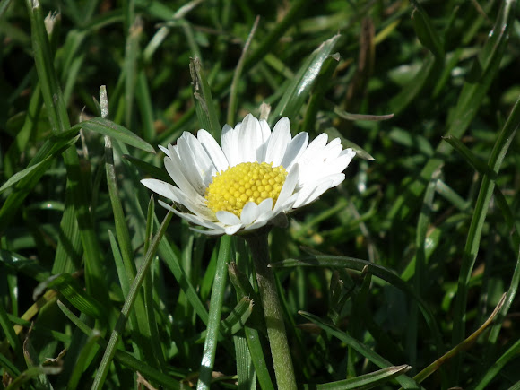 Spotting Image 1