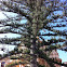 Araucaria