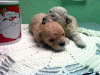 Se Venden French Poodle Tacita
