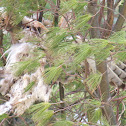 red-tailed hawk
