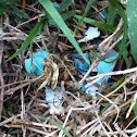 American Robin (egg shells)