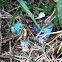 American Robin (egg shells)
