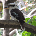Laughing Kookaburra