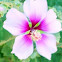 Common Holly Hock