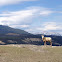 Mountain goat
