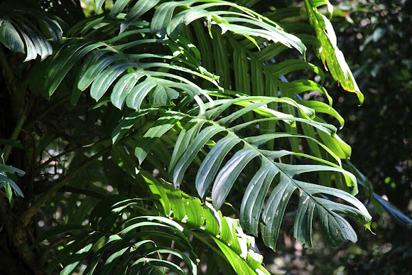 Spotting Image 1