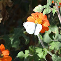 Cabbage White