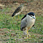 Black-crowned Night Heron