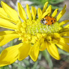 Convergent Ladybug