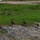 Black-bellied Whistling Duck