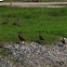 Black-bellied Whistling Duck