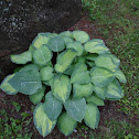 Hosta