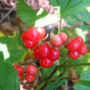 Rubus saxatilis