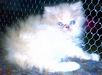 Hermosos Gatitos Persas