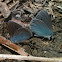 Green-Underside Blue