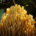 Coral Fungus